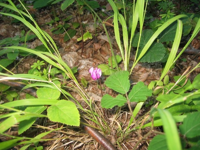 na potoku